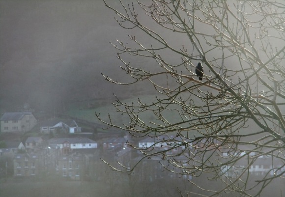 Blackbird in tree, 12/1/12