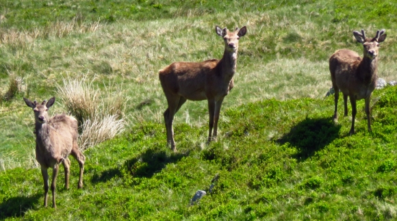 Deer on Tarn Crag, 26/5/17