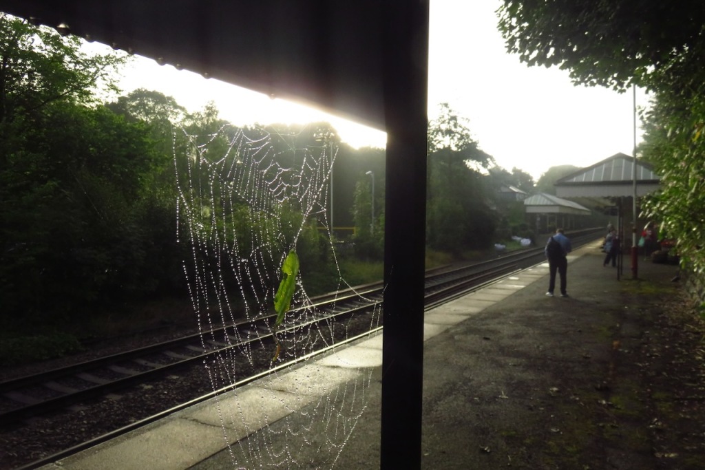 Spider web, HB station, 23/8/16