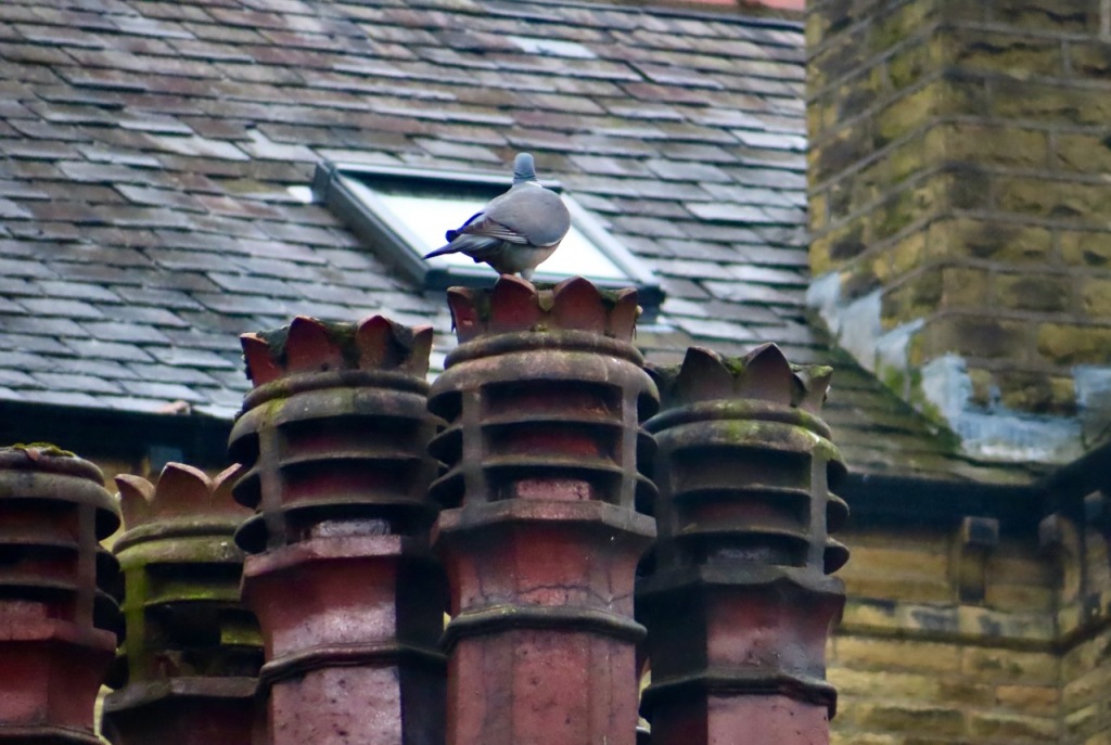 Roofscape with pigeon, 20/3/23